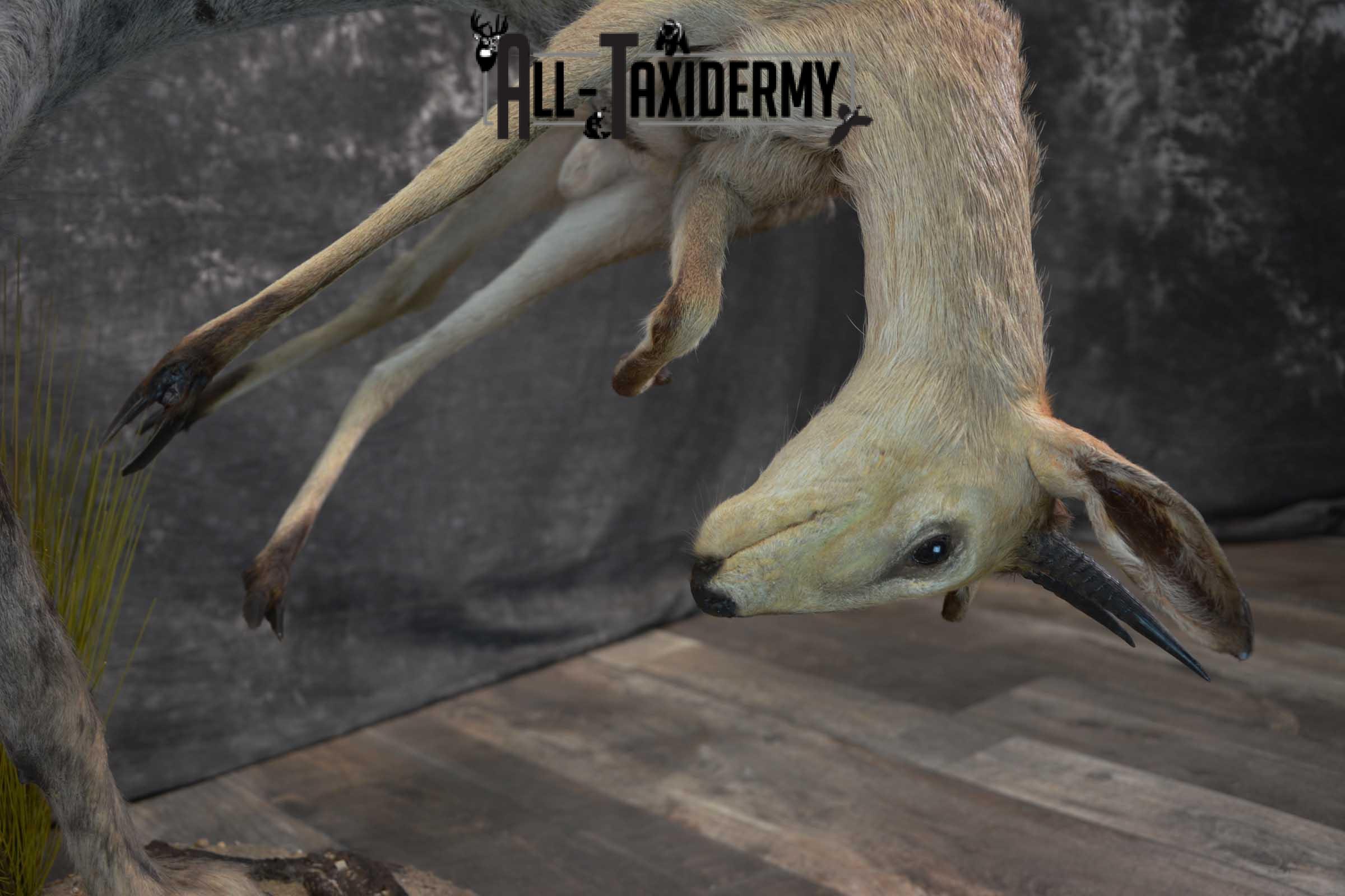 XL African Spotted Hyena w/ Steenbok Full Body Taxidermy Mount for sale SKU 1798 - Image 8