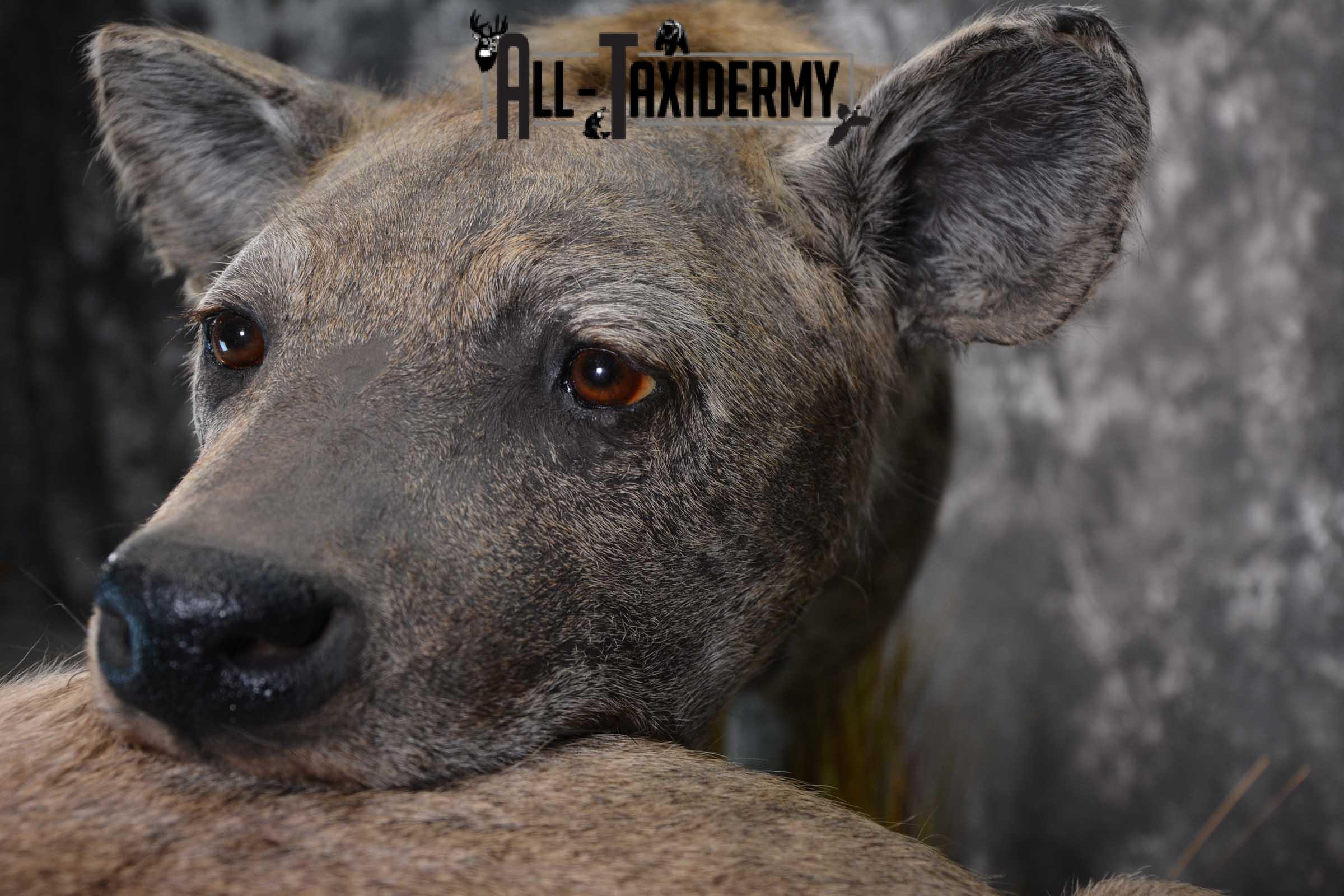 XL African Spotted Hyena w/ Steenbok Full Body Taxidermy Mount for sale SKU 1798 - Image 7