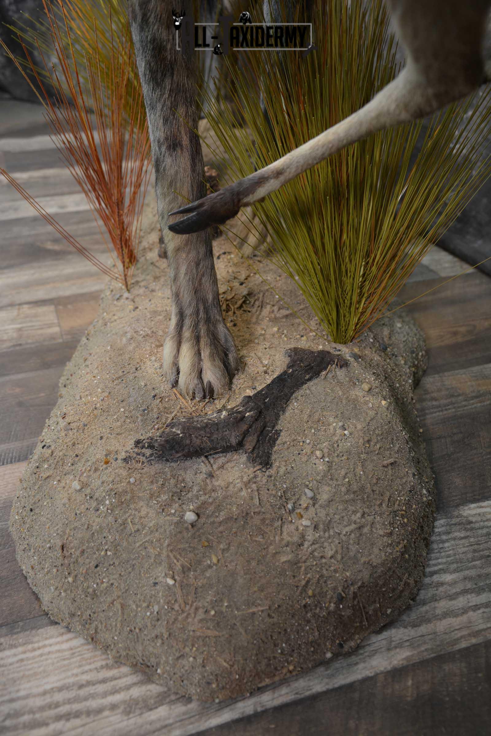 XL African Spotted Hyena w/ Steenbok Full Body Taxidermy Mount for sale SKU 1798 - Image 6