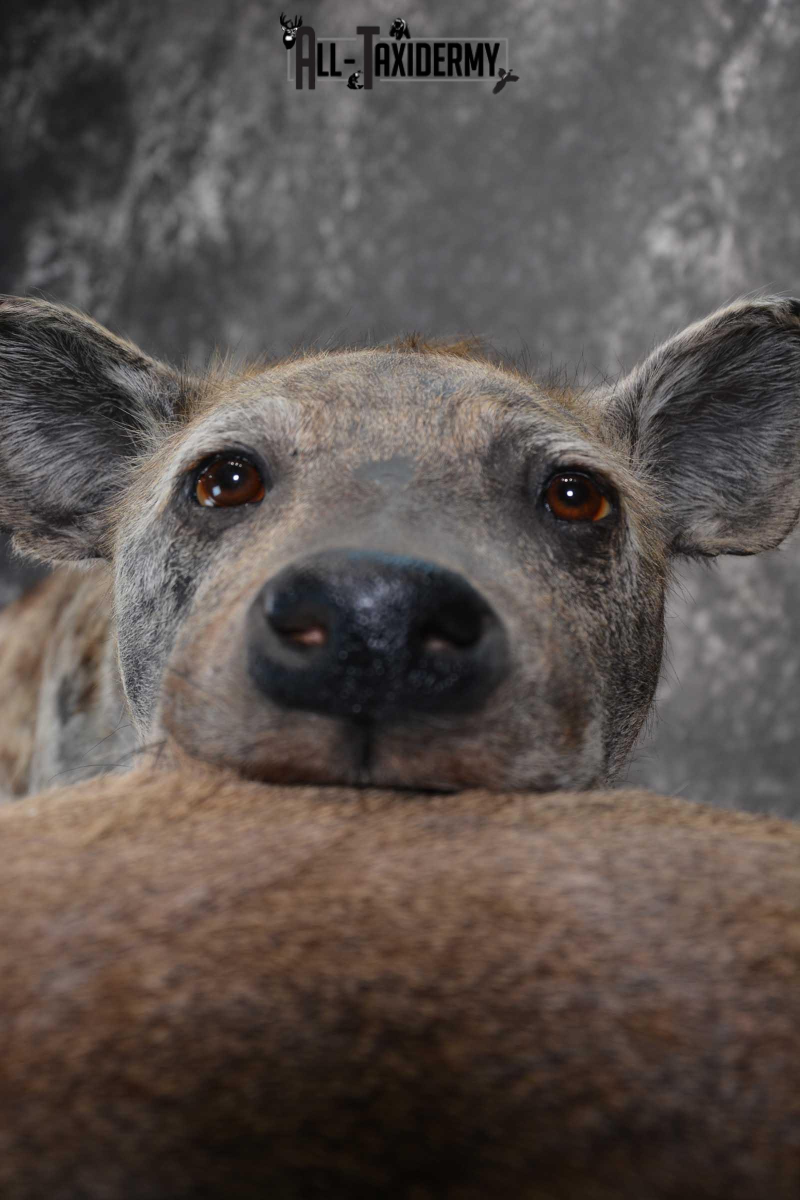 XL African Spotted Hyena w/ Steenbok Full Body Taxidermy Mount for sale SKU 1798 - Image 5