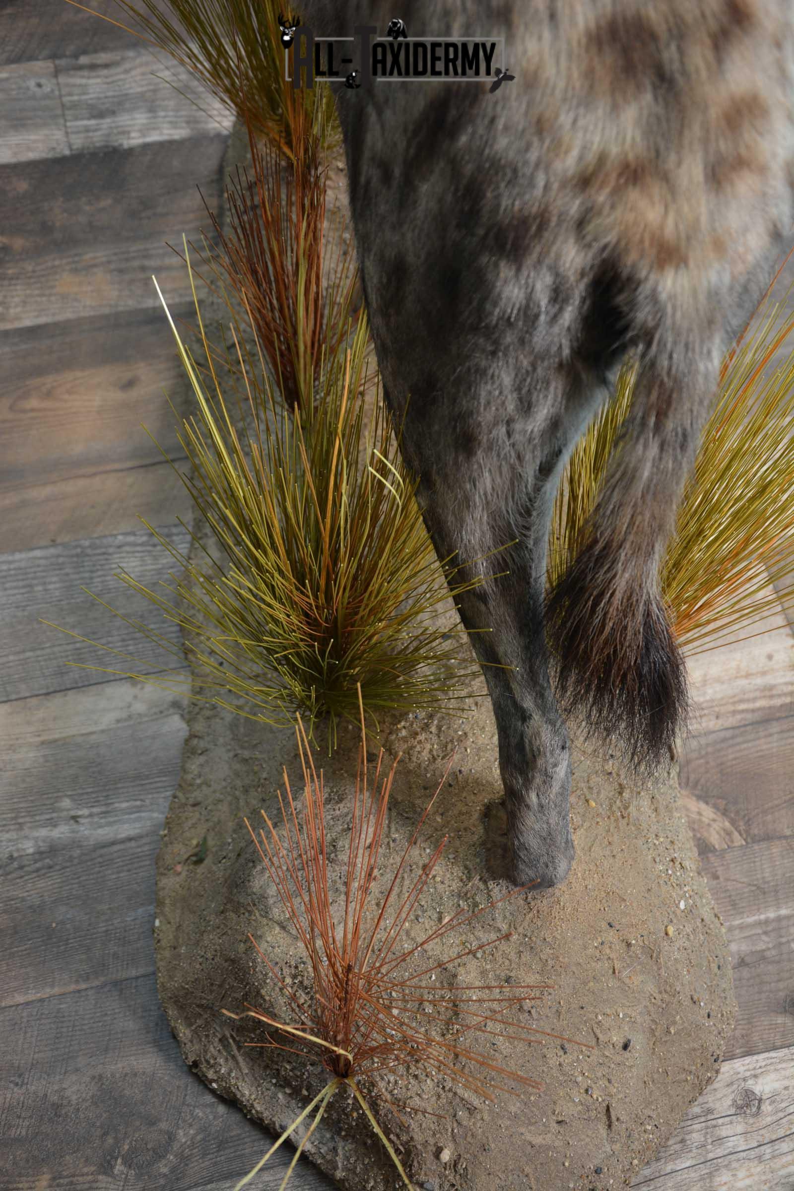 XL African Spotted Hyena w/ Steenbok Full Body Taxidermy Mount for sale SKU 1798 - Image 4