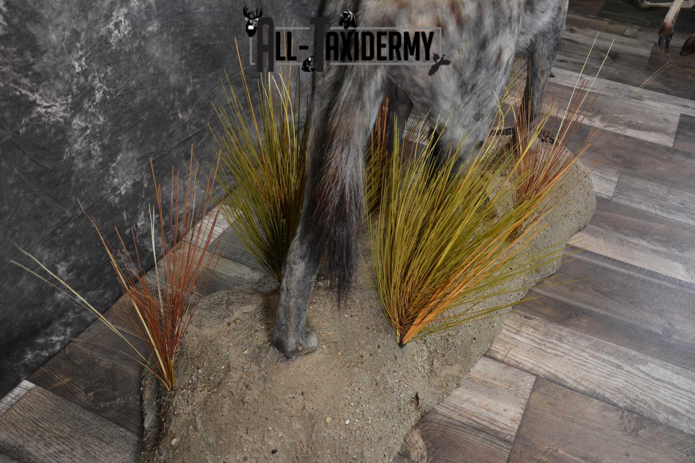 XL African Spotted Hyena w/ Steenbok Full Body Taxidermy Mount for sale SKU 1798 - Image 3