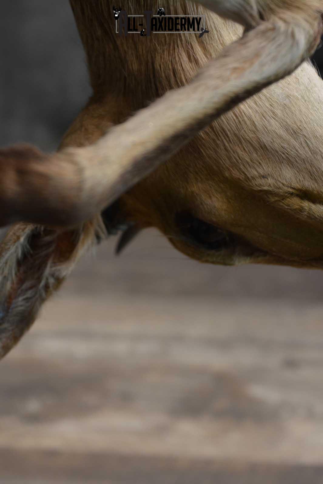 XL African Spotted Hyena w/ Steenbok Full Body Taxidermy Mount for sale SKU 1798 - Image 2