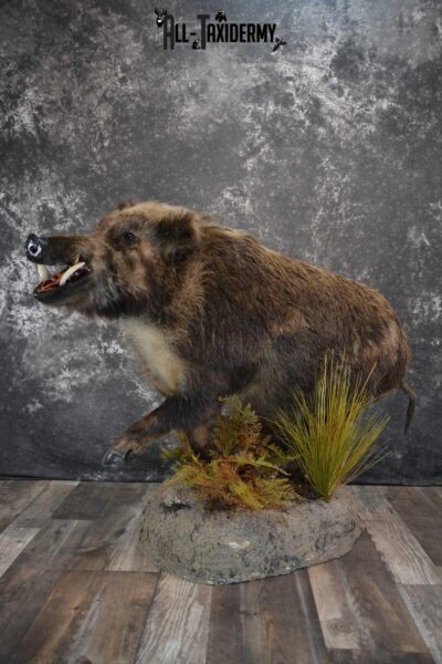Russian Boar Life size taxidermy mount for sale SKU 1823