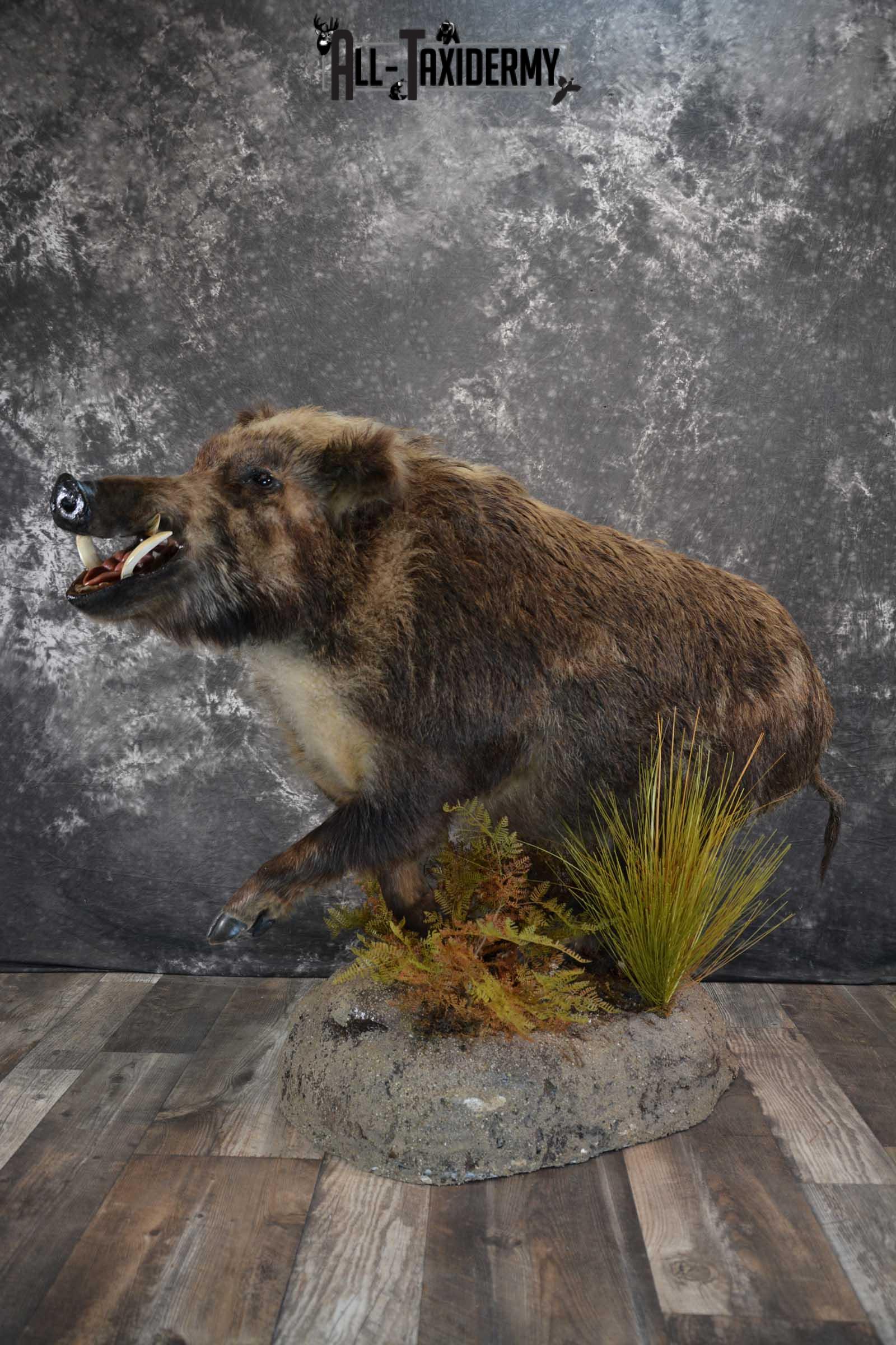 Russian Boar Life size taxidermy mount for sale SKU 1823