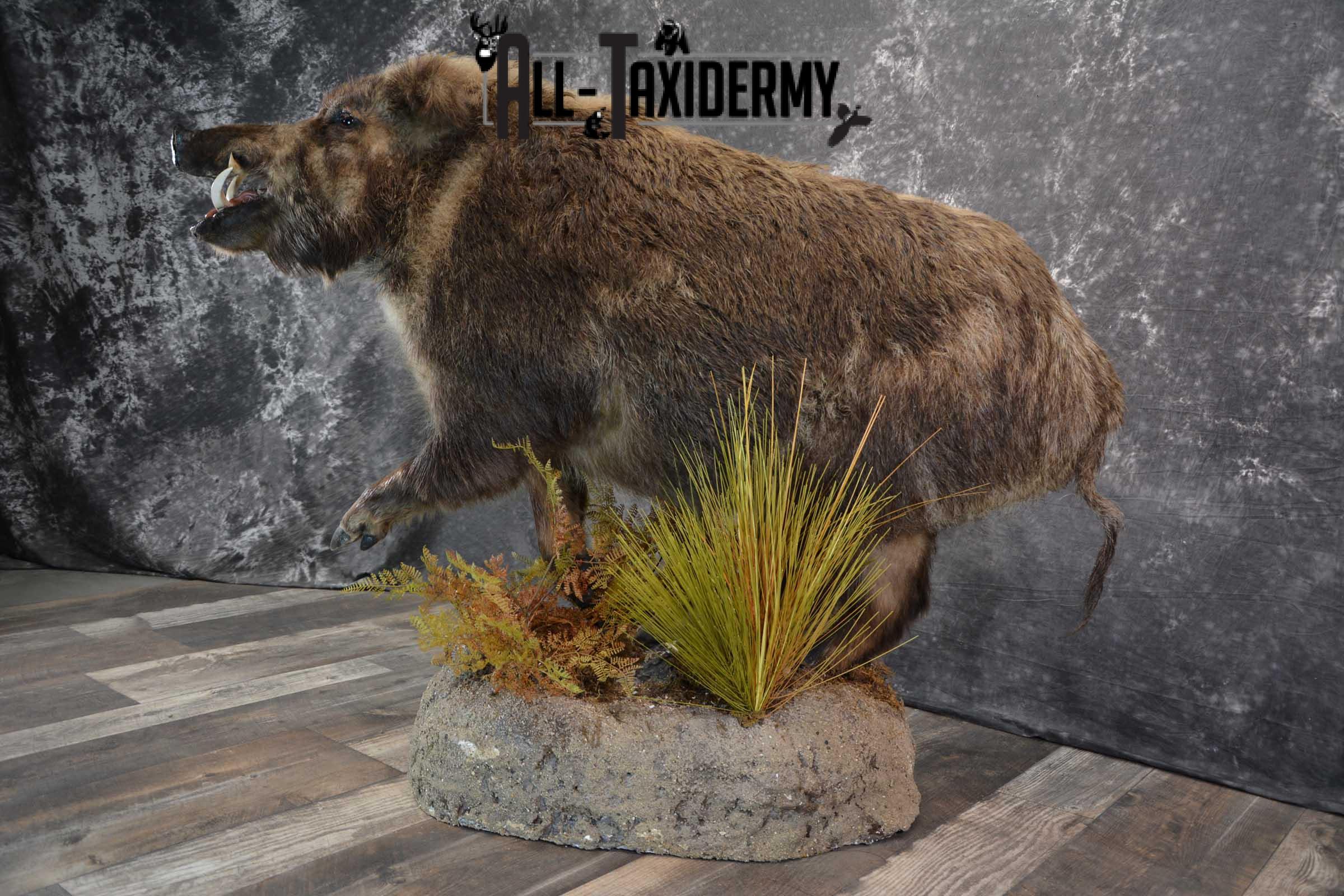 Russian Boar Life size taxidermy mount for sale SKU 1823 - Image 11