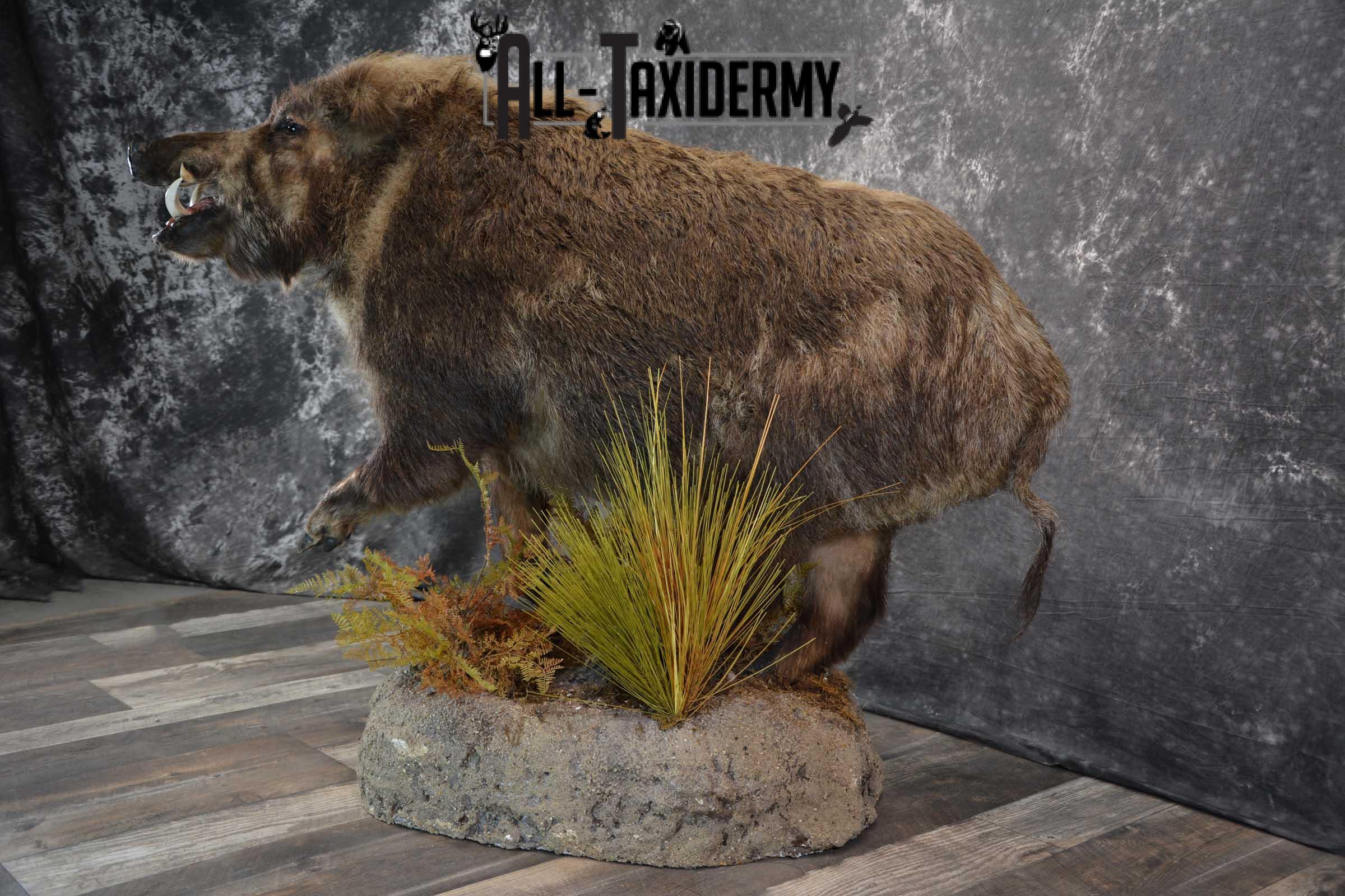 Russian Boar Life size taxidermy mount for sale SKU 1823 - Image 10
