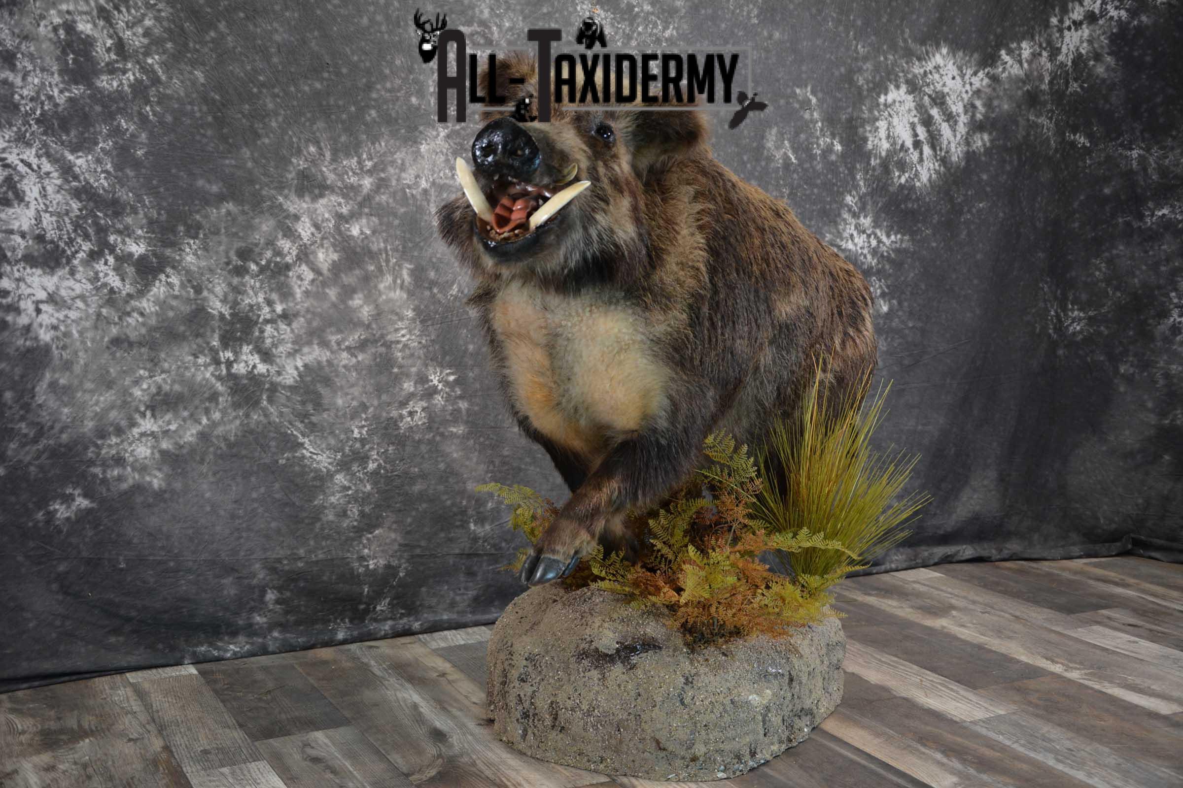 Russian Boar Life size taxidermy mount for sale SKU 1823 - Image 9