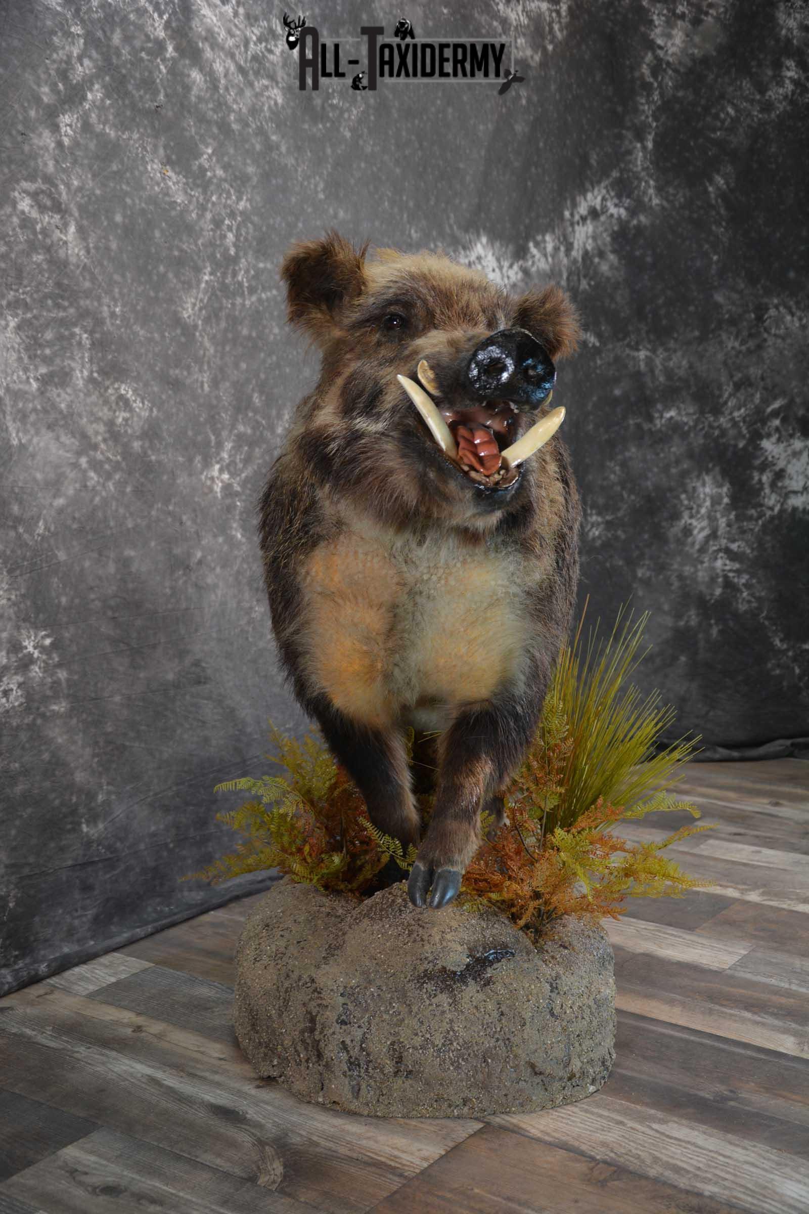 Russian Boar Life size taxidermy mount for sale SKU 1823 - Image 8