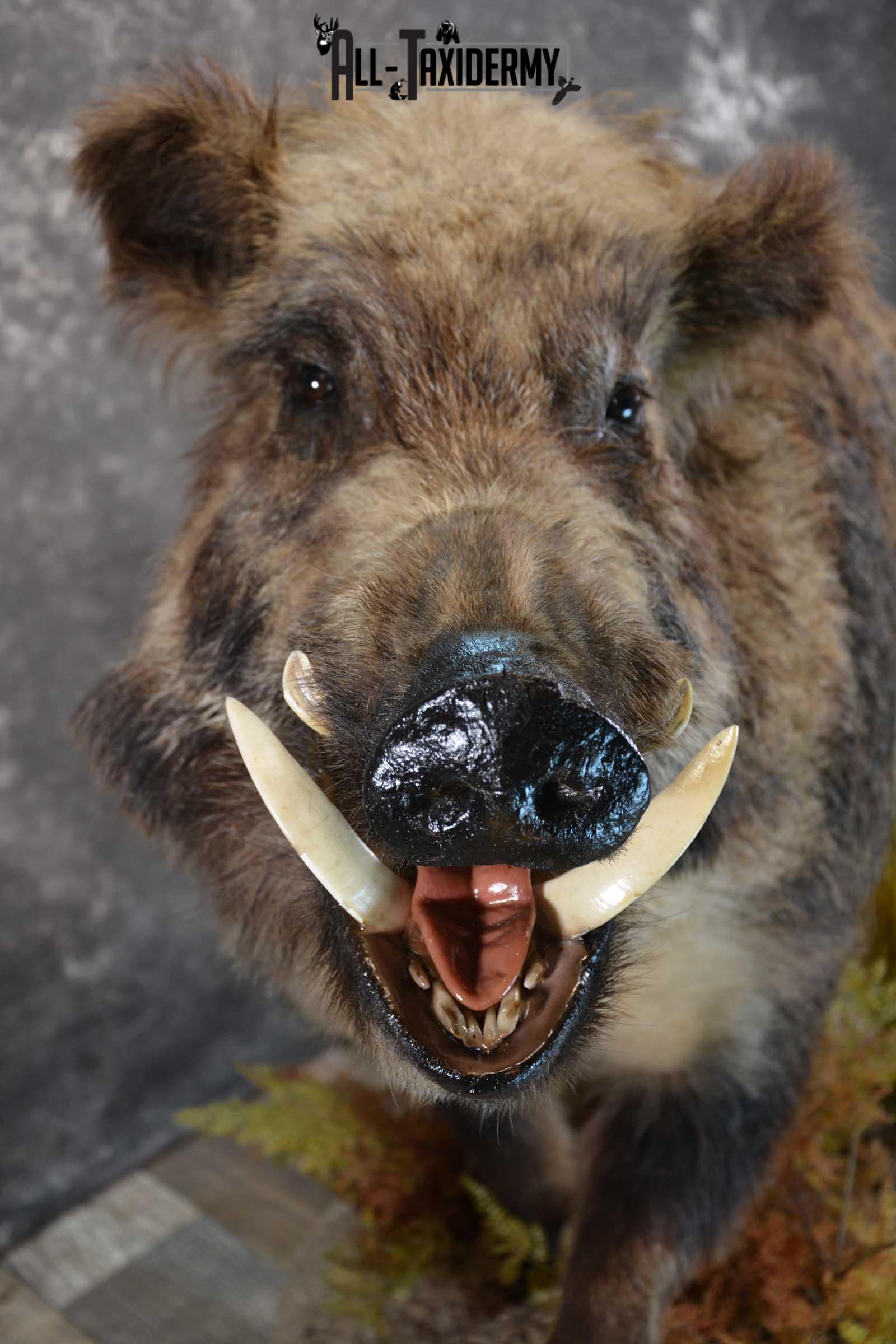 Russian Boar Life size taxidermy mount for sale SKU 1823 - Image 7