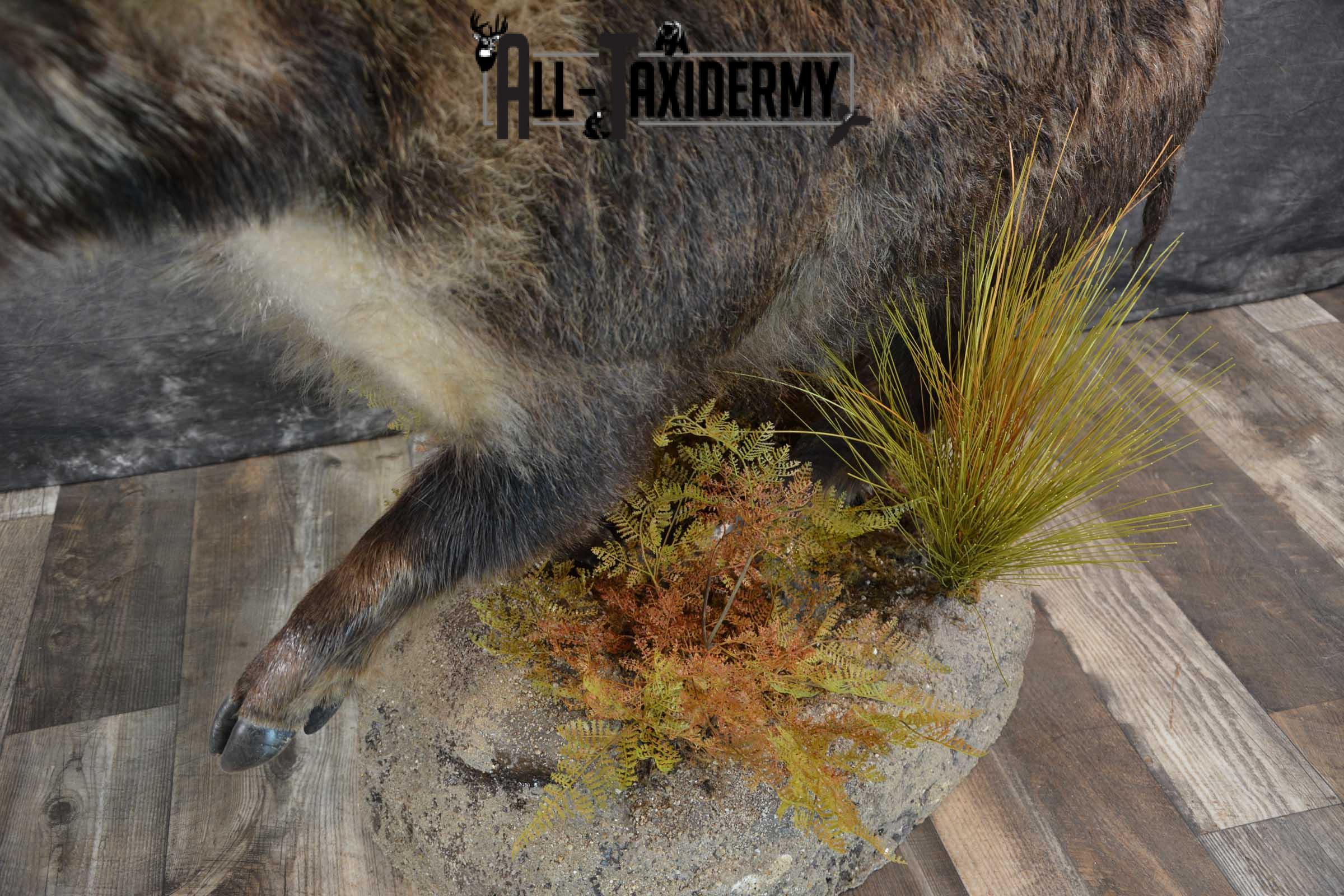 Russian Boar Life size taxidermy mount for sale SKU 1823 - Image 6