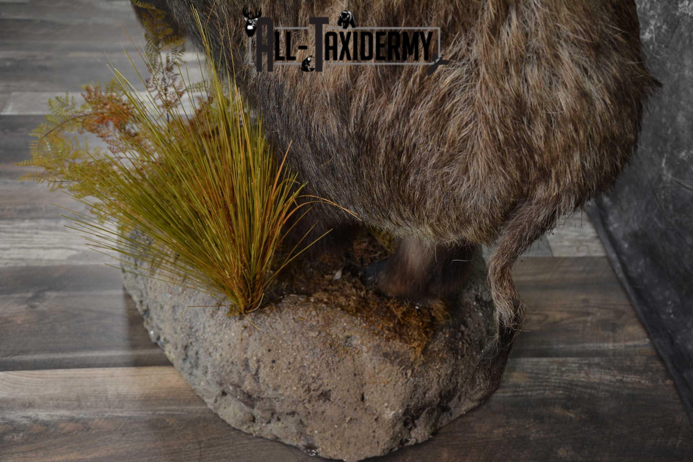 Russian Boar Life size taxidermy mount for sale SKU 1823 - Image 5