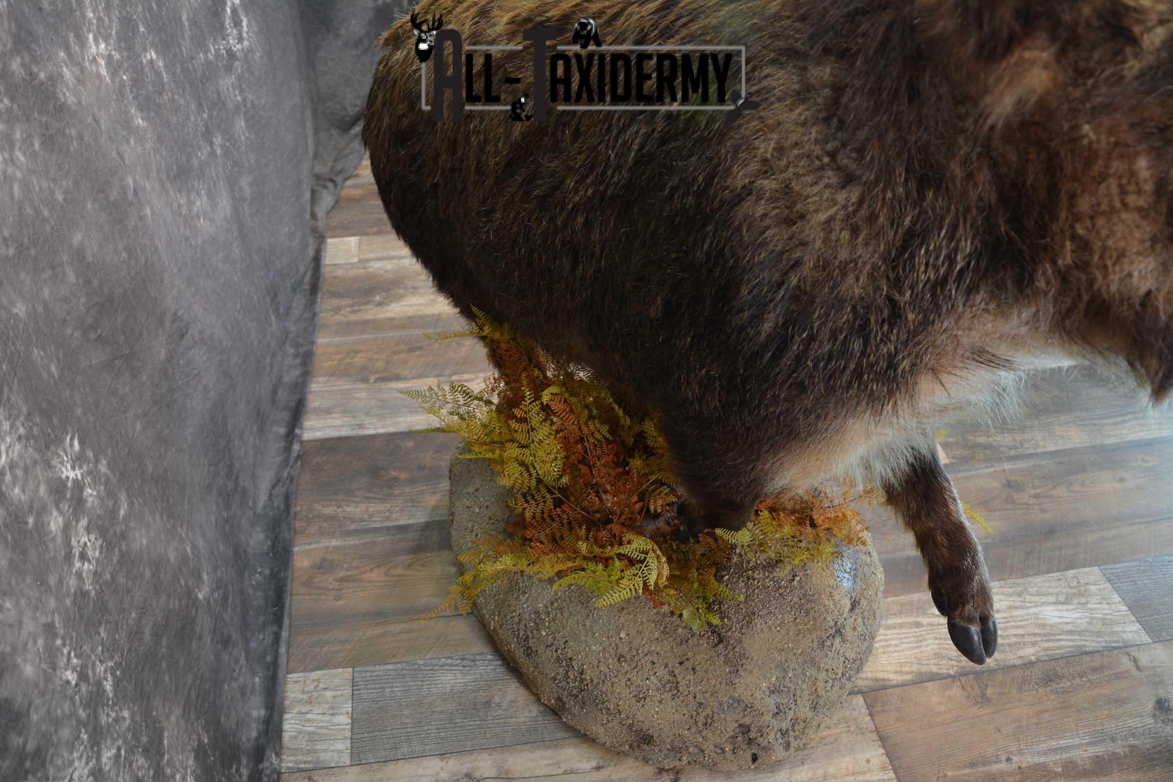 Russian Boar Life size taxidermy mount for sale SKU 1823 - Image 4
