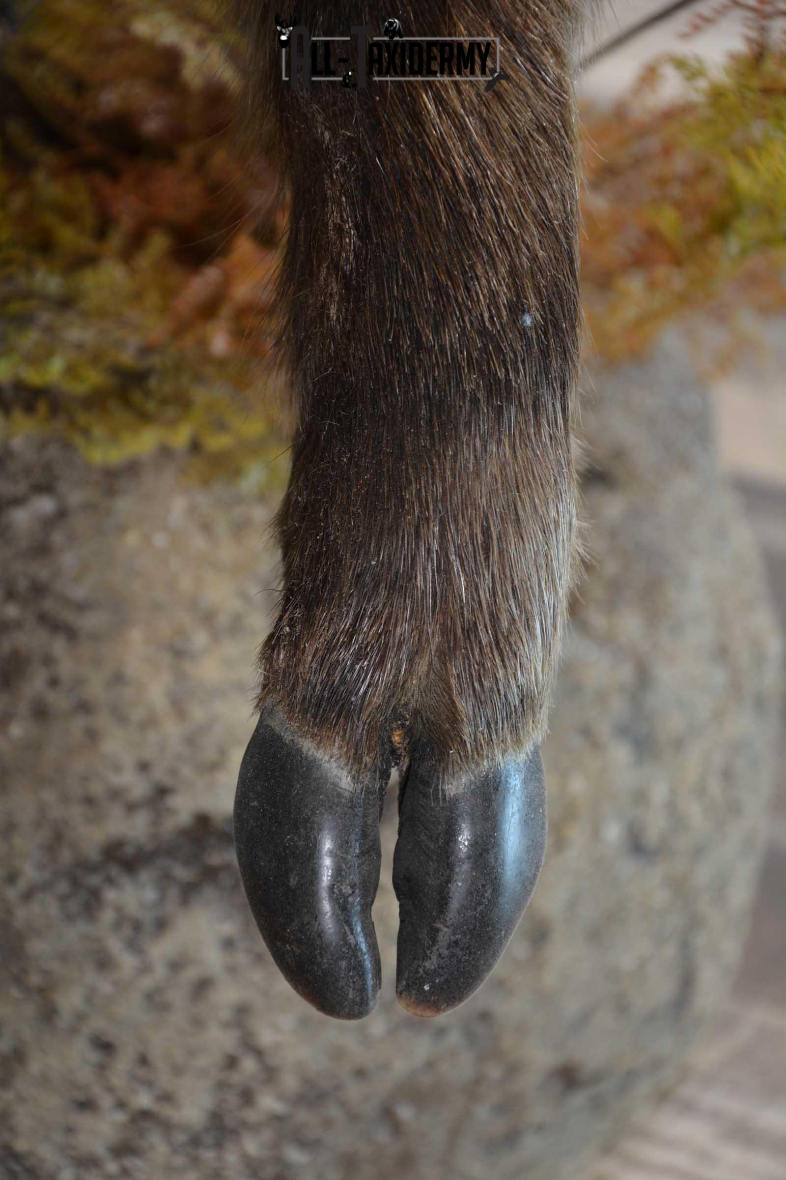 Russian Boar Life size taxidermy mount for sale SKU 1823 - Image 3