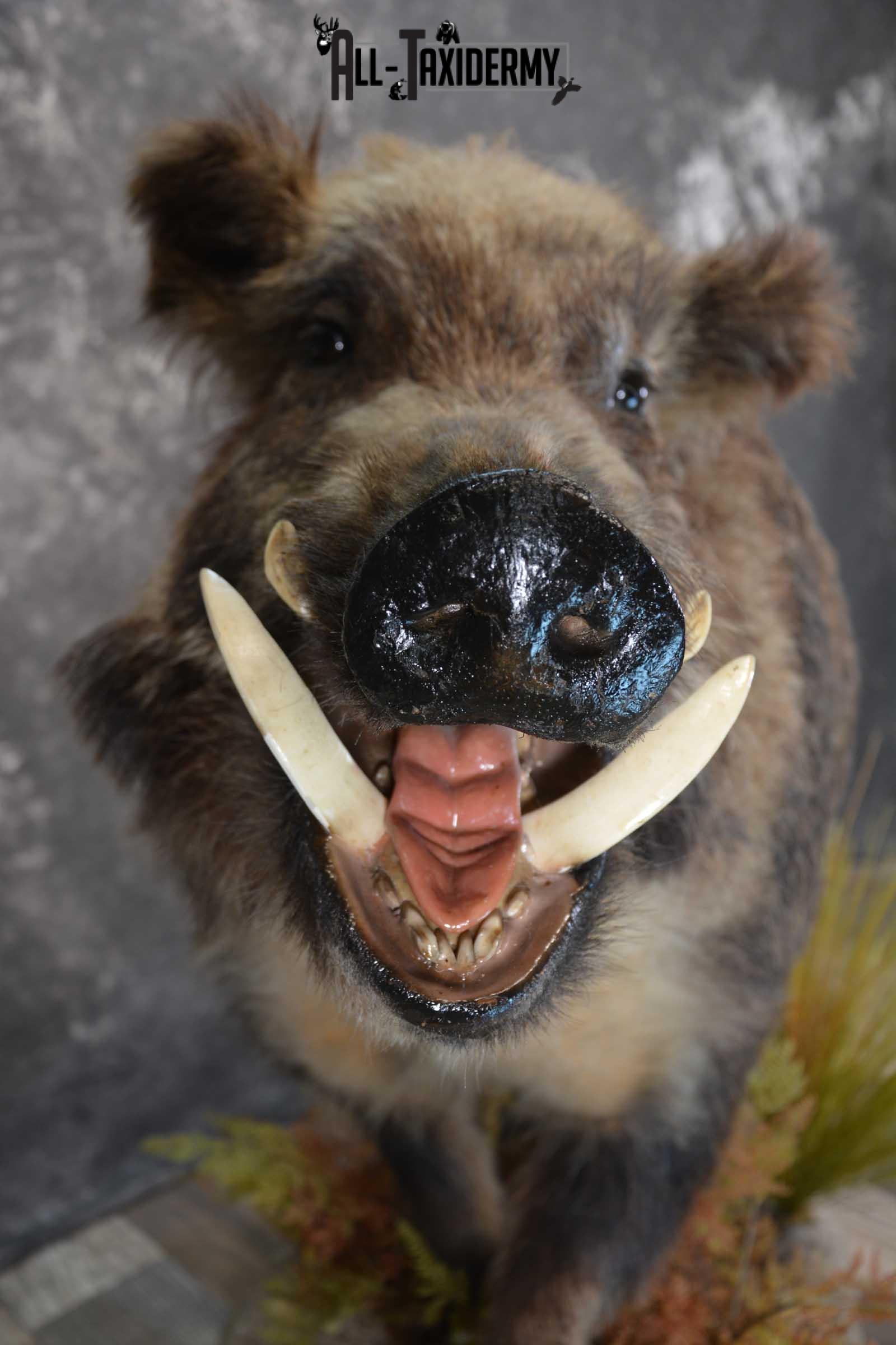 Russian Boar Life size taxidermy mount for sale SKU 1823 - Image 2