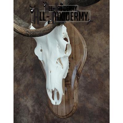 SKU 0134 Oak Euro Plaque - 16" x 9.75" - Image 4