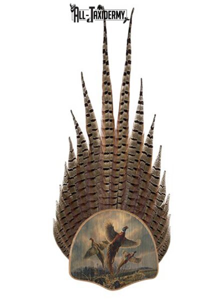 SKU 0112 Pheasant Tail Display Plaque Kit, Oak Farm Pheasant