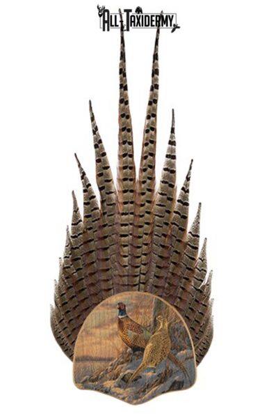 SKU 0113 Pheasant Tail Display Plaque Kit, Oak Twilight Escape