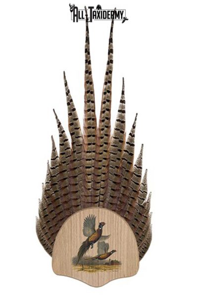 SKU 0110 Pheasant Tail Display Plaque Kit, Oak Pheasant Vignette