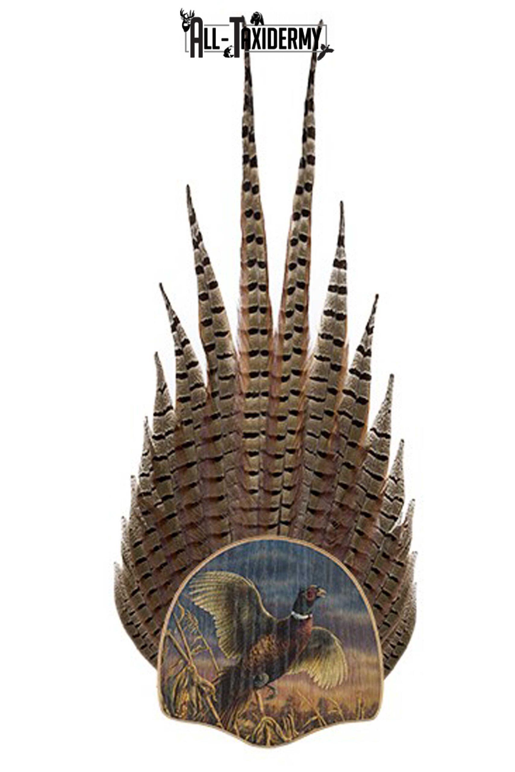 SKU 0111 Pheasant Tail Display Plaque Kit, Oak Corn Pheasants