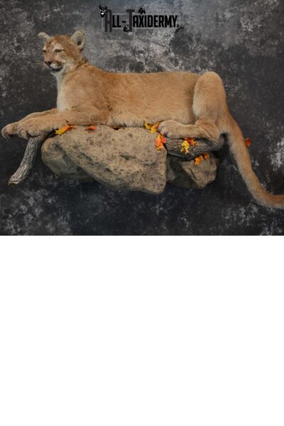 Mountain Lion Full Body taxidermy mount for sale SKU 1734