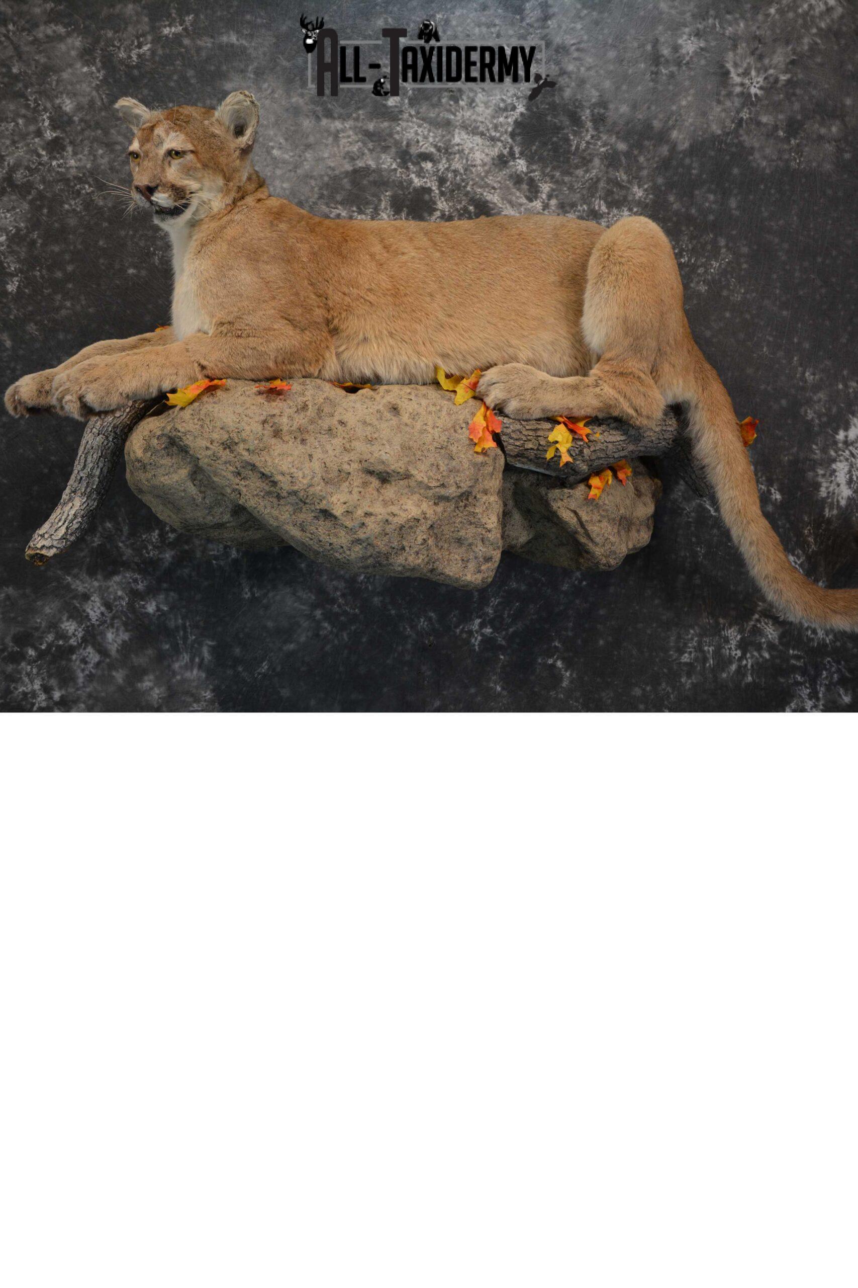 Mountain Lion Full Body taxidermy mount for sale SKU 1734
