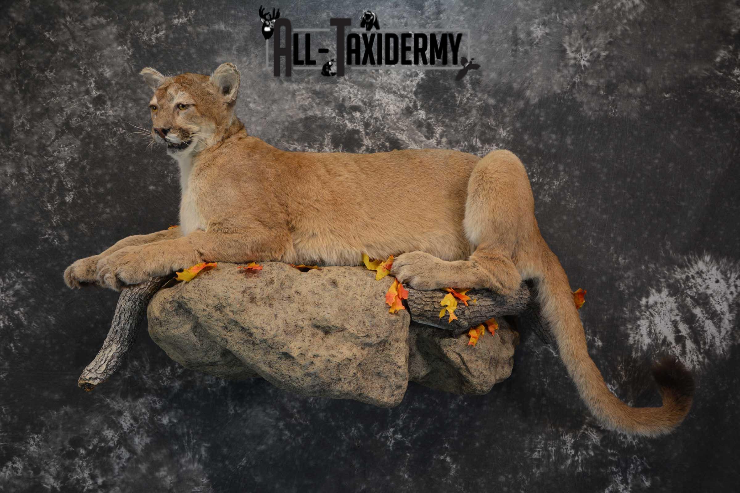 Mountain Lion Full Body taxidermy mount for sale SKU 1734 - Image 2