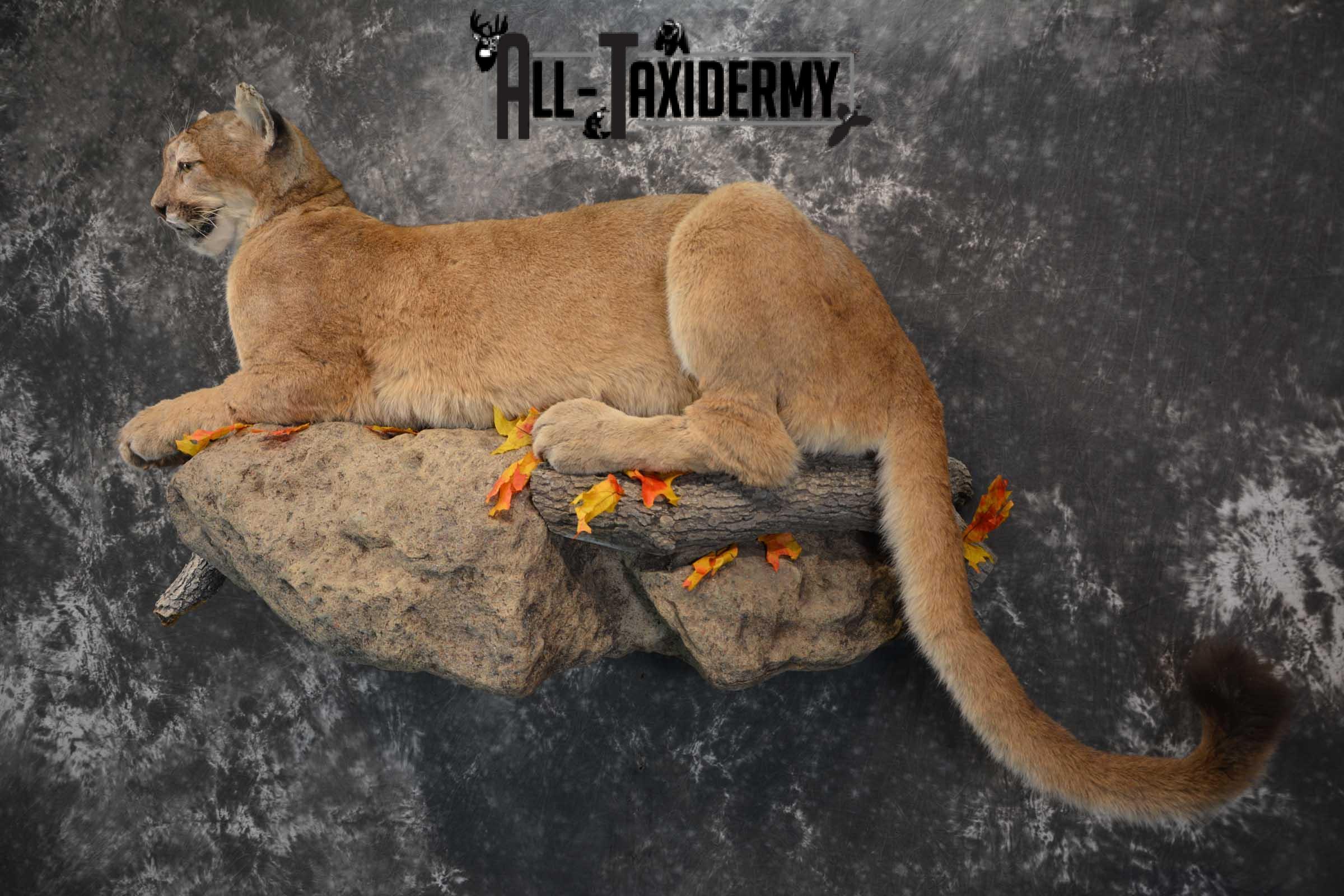 Mountain Lion Full Body taxidermy mount for sale SKU 1734 - Image 3