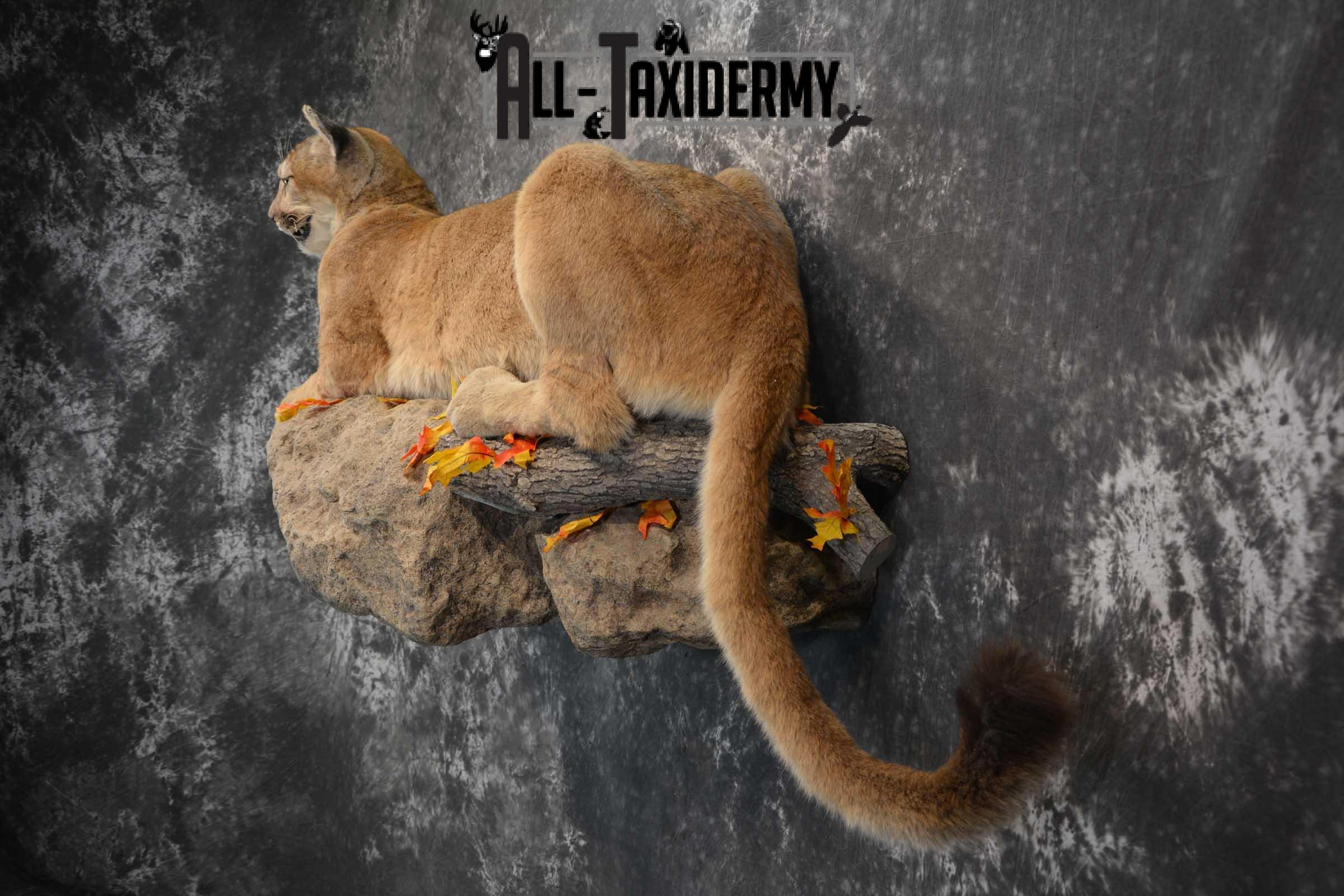 Mountain Lion Full Body taxidermy mount for sale SKU 1734 - Image 4