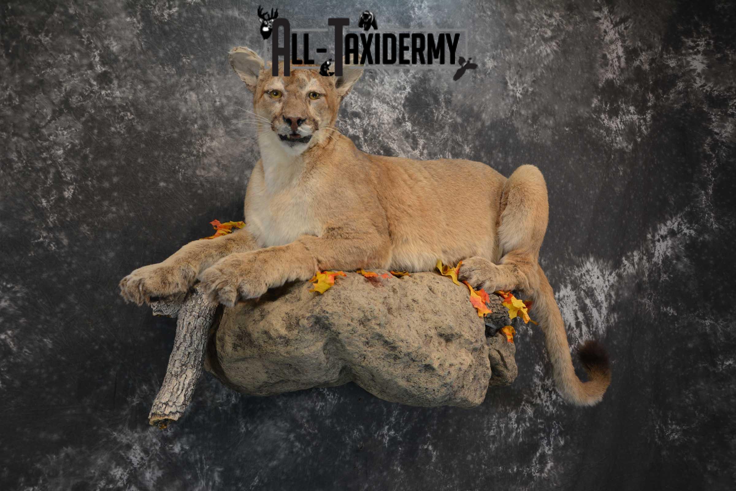 Mountain Lion Full Body taxidermy mount for sale SKU 1734 - Image 5