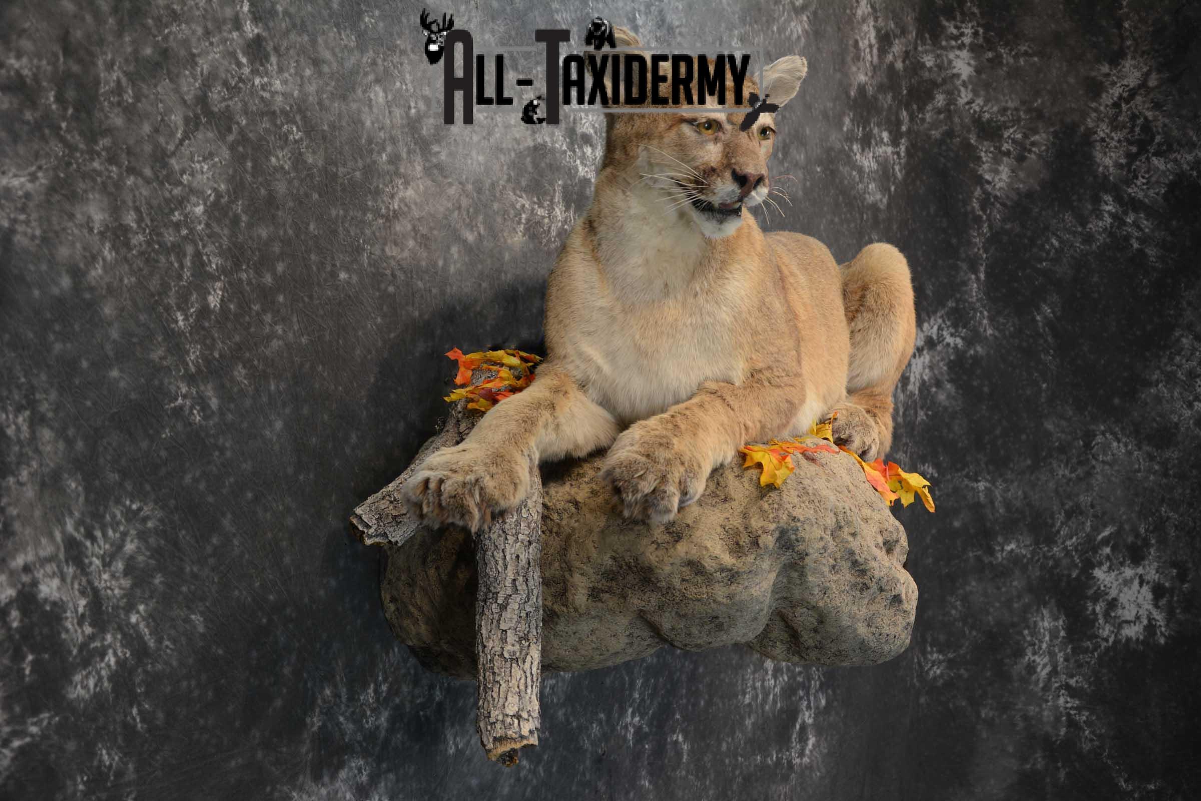 Mountain Lion Full Body taxidermy mount for sale SKU 1734 - Image 6