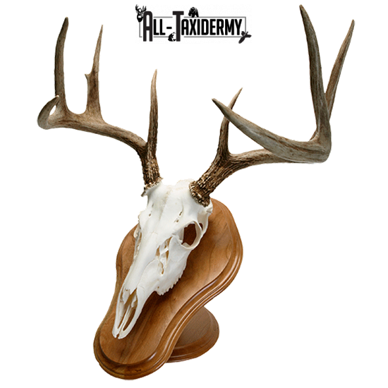 SKU 0121 Cherry Deluxe Euro Skull Display Plaque Kit - Image 2