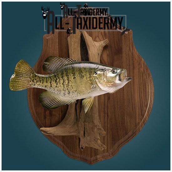 SKU 0130 Walnut Classic Plaque - 9" x 12" - Image 5