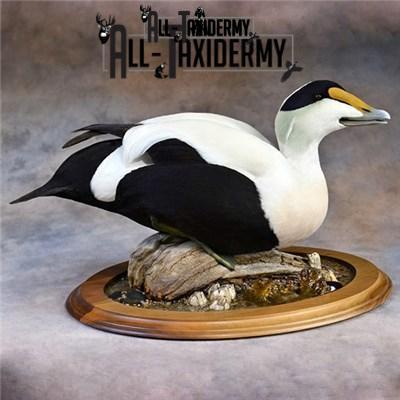 SKU 0141 Walnut Round Base - 12" - Image 29