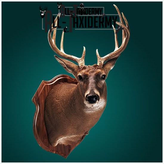 SKU 0127 Walnut Crest Plaque - 9" x 12" - Image 4