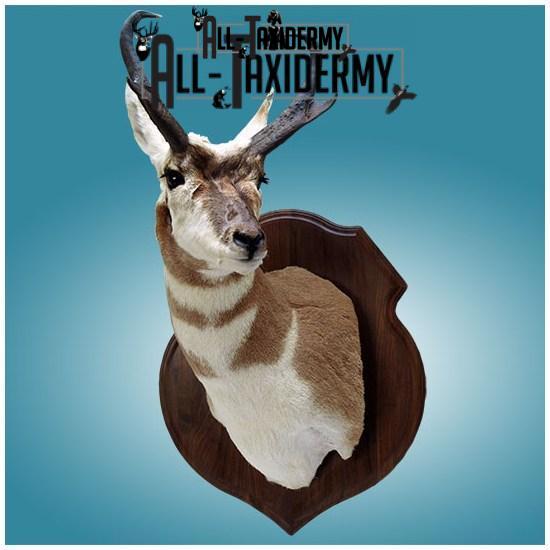 SKU 0127 Walnut Crest Plaque - 9" x 12" - Image 5