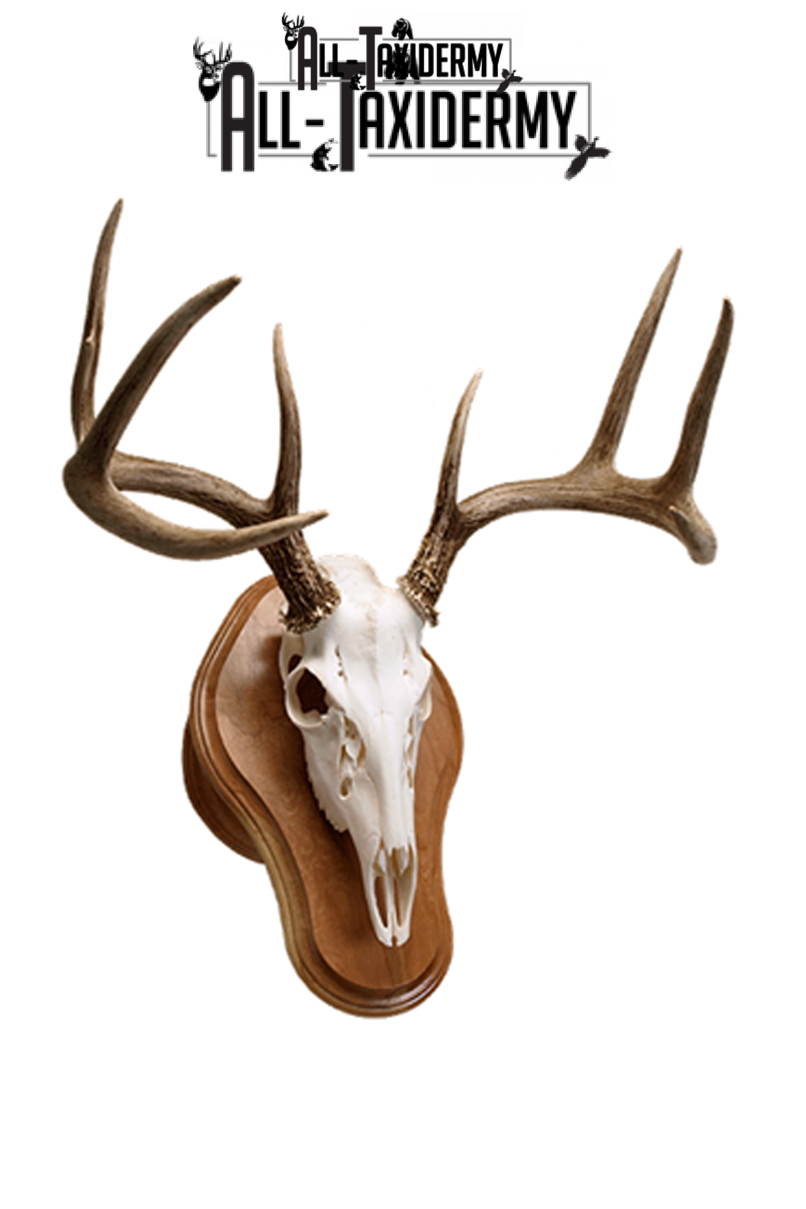 SKU 0121 Cherry Deluxe Euro Skull Display Plaque Kit