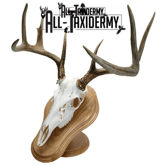 Deer Skull Ideas