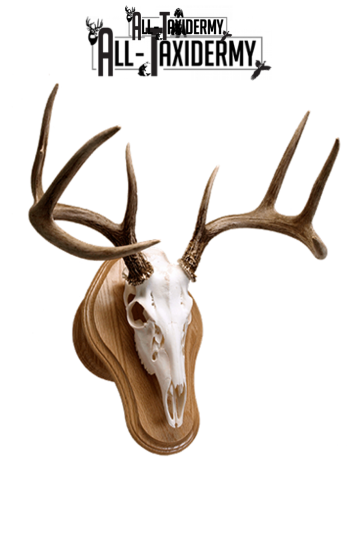 Handcrafted Pine Deer Taxidermy Plaque--Antler Panel Wall Plaque 