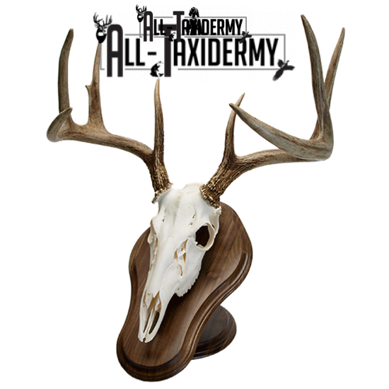 SKU 0123 Walnut Deluxe Euro Skull Display Plaque Kit - Image 2