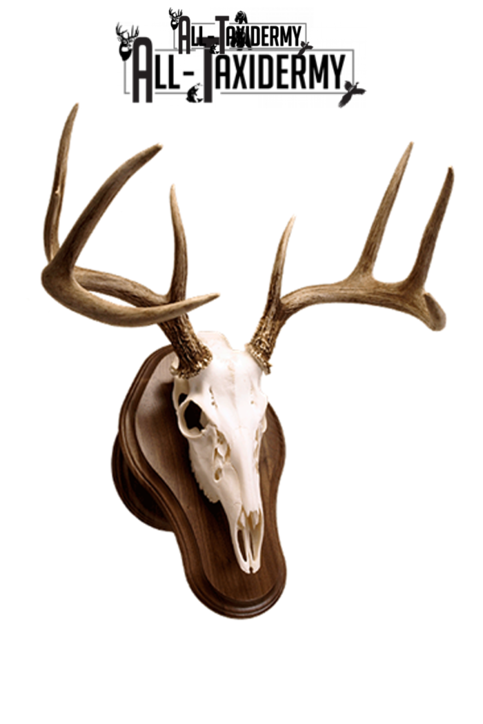 Deer Skull Ideas