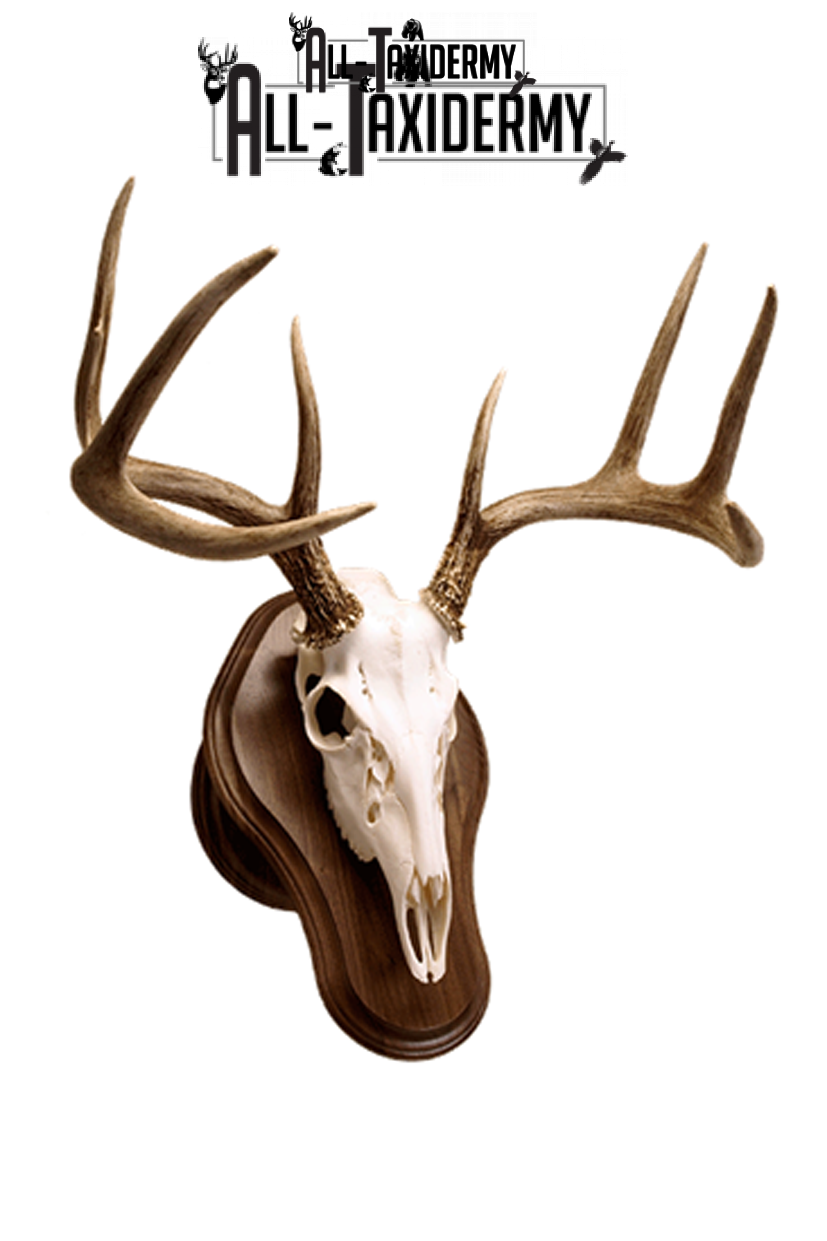 European Deer Skull Mounting Plaque Solid Walnut 