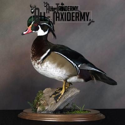 SKU 0141 Walnut Round Base - 12" - Image 33