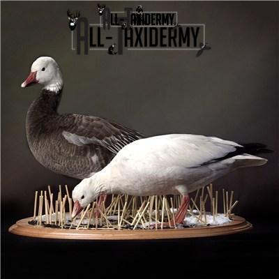 SKU 0141 Walnut Round Base - 12" - Image 32