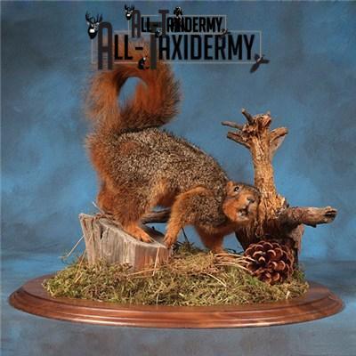 SKU 0141 Walnut Round Base - 12" - Image 25