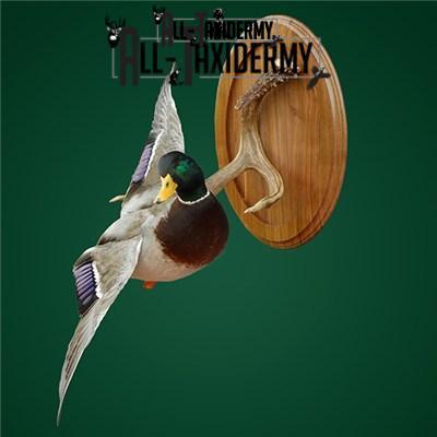 SKU 0141 Walnut Round Base - 12" - Image 22