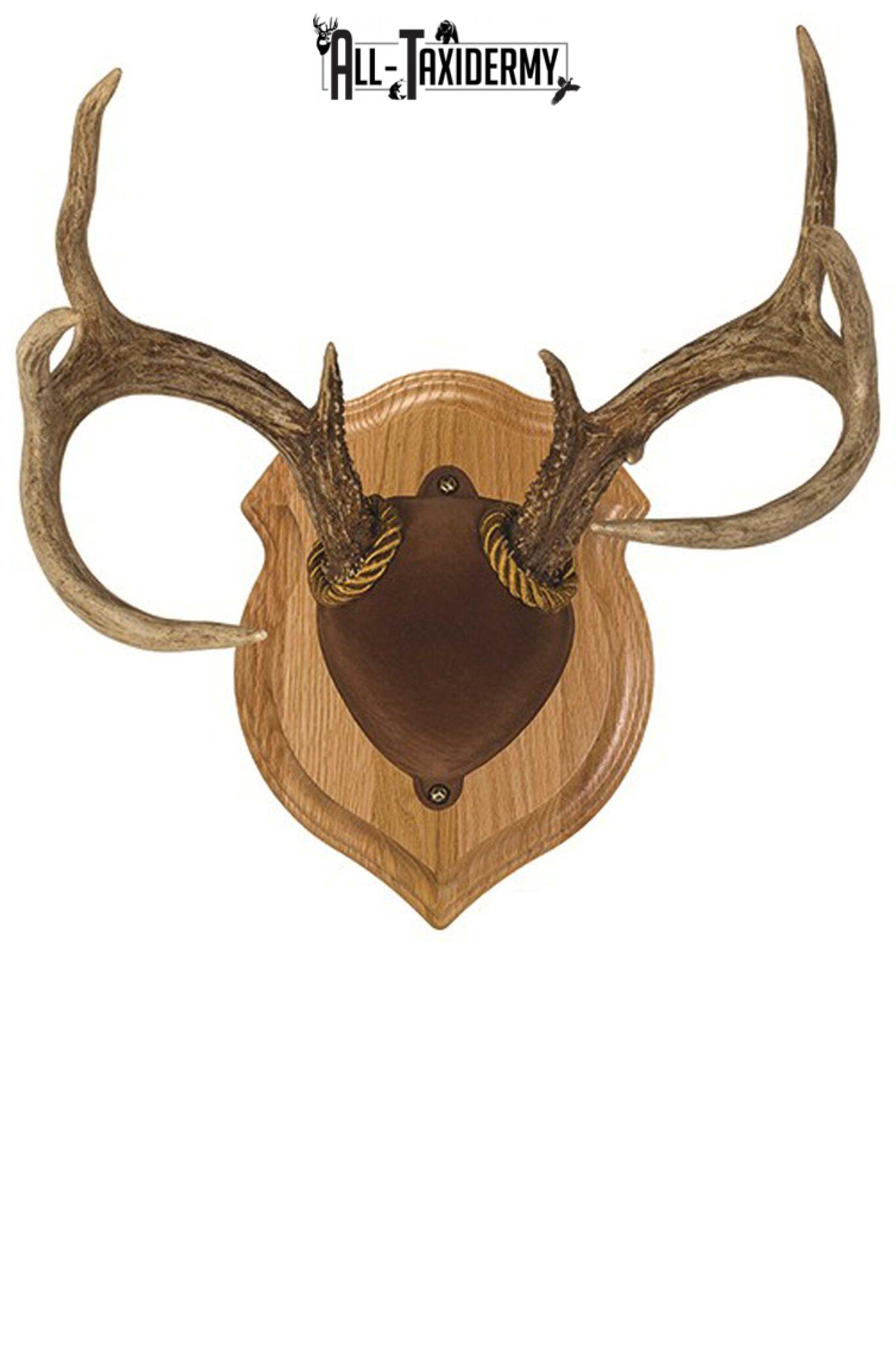 sku-0118-oak-deluxe-antler-display-plaque-kit-all-taxidermy