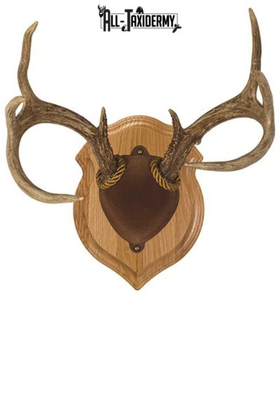 SKU 0118 Oak Deluxe Antler Display Plaque Kit