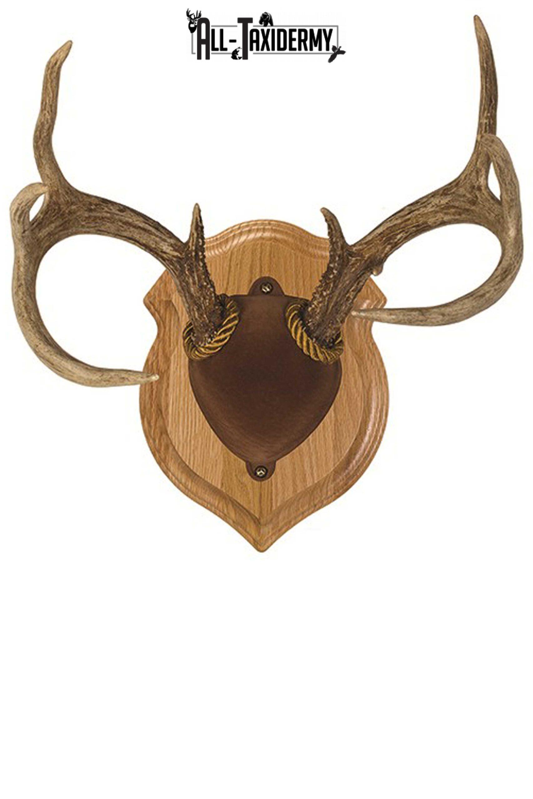 SKU 0118 Oak Deluxe Antler Display Plaque Kit