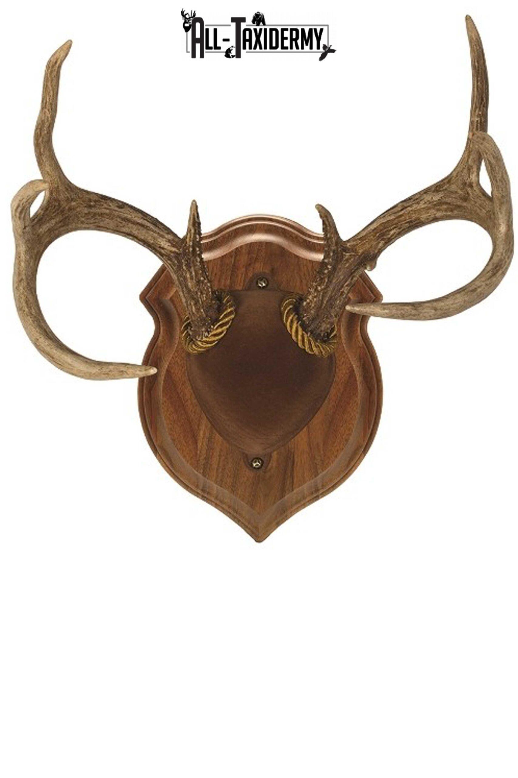 SKU 0119 Walnut Deluxe Antler Display Plaque Kit